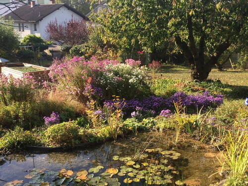 Gartenteich im Herbst - 