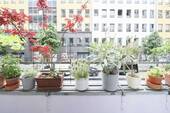Balkon - 