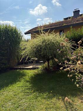 Blick in den Garten - 