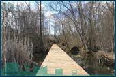 1996 Steg mit Blick zum Ufer.jpg - 