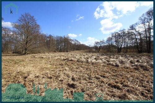 1996 Schilfgrasfläche.jpg - 