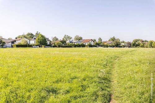 Blick über die benachbarte Wiese - 