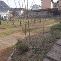 weiteres Gelände mit Obstbäumen - 
