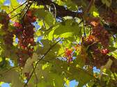 Wein im Garten - Gartenwohnung, frisch renoviert mit neuer Heiztechnik, 4+2 Zimmer