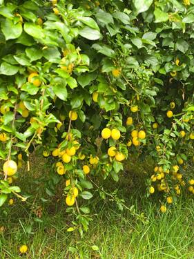 Garten - 