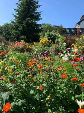 Garten vor dem Haus - 