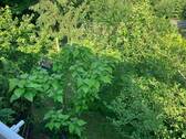 IMG_0265 - 