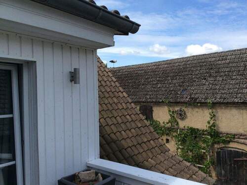 DG-Störche auf dem Dach - 