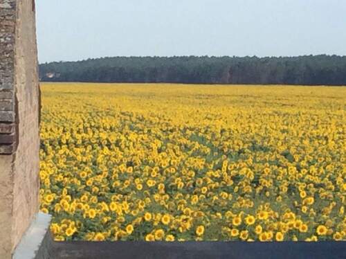DG Terrasse, Sonnenblumenfeld - 