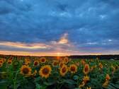 Sonnenblumenfeld am Landhaus - 