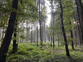 Waldgrundstück - Mehrfamilienhaus, Wohnhaus mit 400,00 m&sup2; in Langenbernsdorf zum Kaufen
