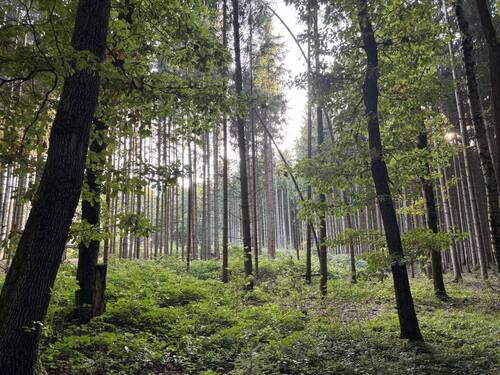 Waldgrundstück - Mehrfamilienhaus, Wohnhaus mit 400,00 m&sup2; in Langenbernsdorf zum Kaufen