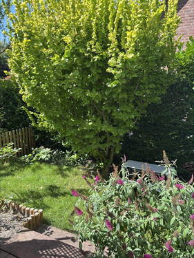 Garten - 
