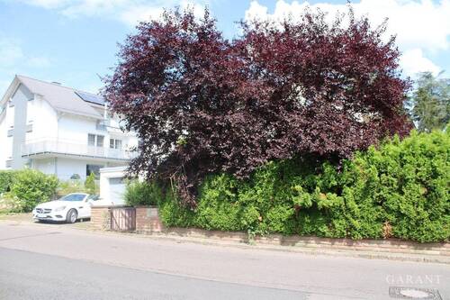 IMG 3194 - 