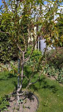 Garten - 