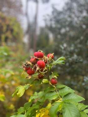 Herbstinspirationen - 