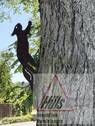 Hofbaum - Charmantes ehemaliges Bauernhaus mit zwei Wohneinheiten, Nebengebäude auf einem großzügigen Eigentumsgrundstück