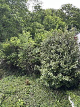Ausblick vom Balkon - 
