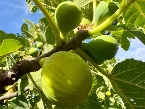 AP976_22 TERRA ITALIA IMMOBILIEN_TERRA ITALIA IMMO - 