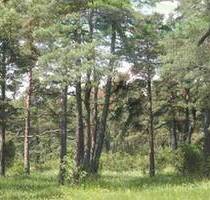 *Forstflächen zu Verkaufen !* - 500.000,00&nbsp;EUR Kaufpreis, ca.&nbsp; 0,00&nbsp;m&sup2; in Eisenhüttenstadt (PLZ: 15890)