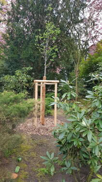 Ersatzgepflanzter Baum - 