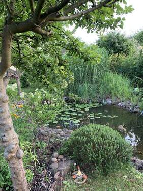 Impressionen Teich - 