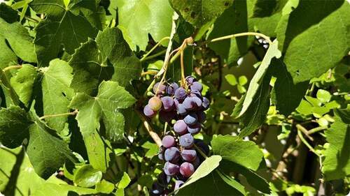 Weintrauben an der Südseite - 