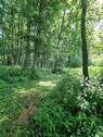 Wald hinter dem Haus - 