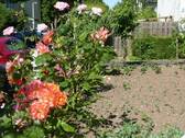 P1170755.jpg - Schönes Eigentumsgrundstück als Erholungs- und Gartenfläche mitten in Bonn-Tannenbusch - einzäunen und wohlfühlen - eine Oase inmitten der Stadt