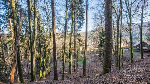 Wald - 