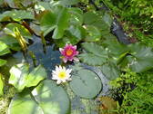 Bild 8 - 