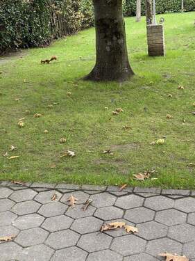 fröhliche Gartenbewohner - 