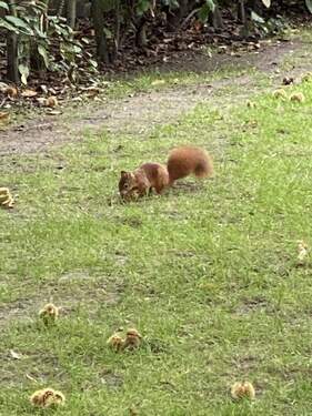 fröhliche Gartenbewohner - 