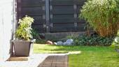 pflegeleichter Garten - 