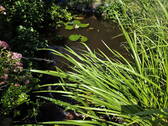 Teich - 