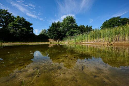 Badeteich - 