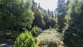 Blick in den Wald vom Haus 2 - 