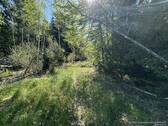Wald bei Naturgrundstücks-Teil - 