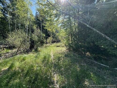 Wald bei Naturgrundstücks-Teil - 