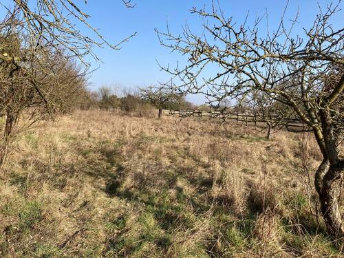 Streuobstwiese1 - 