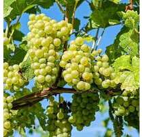 Sonnige Landliebe-Wohnung - 710,00&nbsp;EUR Kaltmiete, ca.&nbsp; 96,00&nbsp;m&sup2;&nbsp;Wohnfl&auml;che in Wertheim (PLZ: 97877) Lindelbach