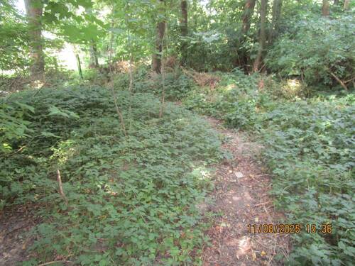 105. Waldgrundstück mit Weg..JPG - 