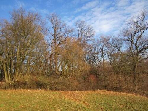 Bild 14 - 'MISCHWALD ALS HOLZLIEFERAND, ERHOHLUNGSFLÄCHE ODER CO2- SPEICHER'