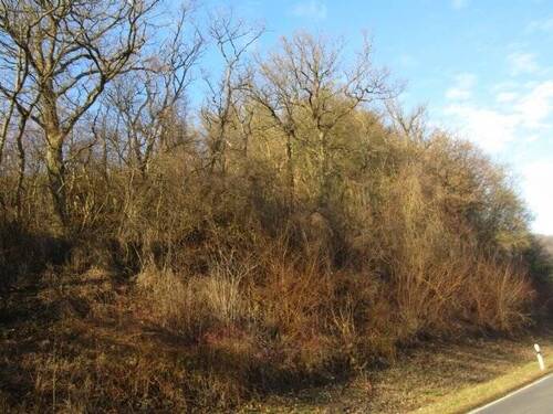 Bild 1 - Grundstück in Widdern