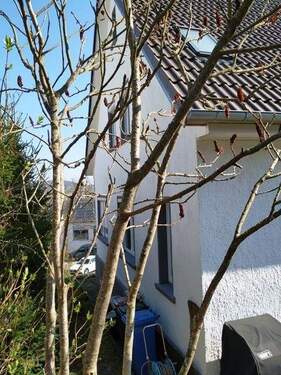 Nordwestl. Ansicht - 