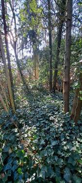 Grundstück mit Baumbestand - Zivilisationsnahe Natur-Idylle … Baugrundstück im Wochenendhausgebiet in ruhiger Waldsiedlungslage