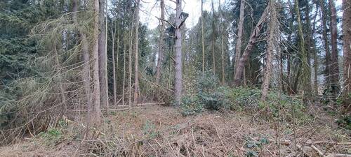 Grundstück mit Baumbestand - Grundstück in Vierden