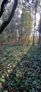 Grundstück mit Baumbestand - Grundstück in Vierden zum Kaufen