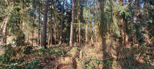Grundstück mit Baumbestand - 