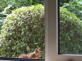 Detail Fenster - 